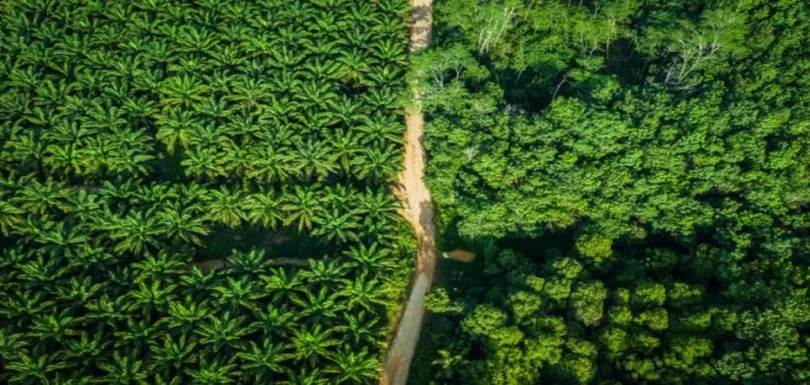 EUDR Compliance-Aya Data