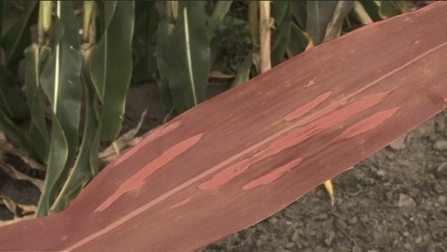 Semantic Segmentation for Computer Vision Projects Explained Semantic segmentation for maize leaves