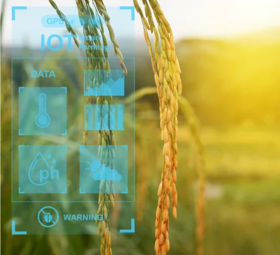 Agric_disease detection Agric_disease detection