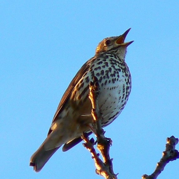 The AI Sentience Debate AI Sentience Debate