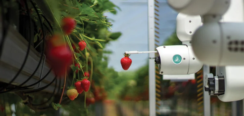 Smart Data Transforms Strawberry Harvesting